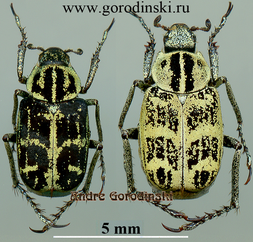 http://www.gorodinski.ru/scarabs/Ectinohoplia variabilis.jpg